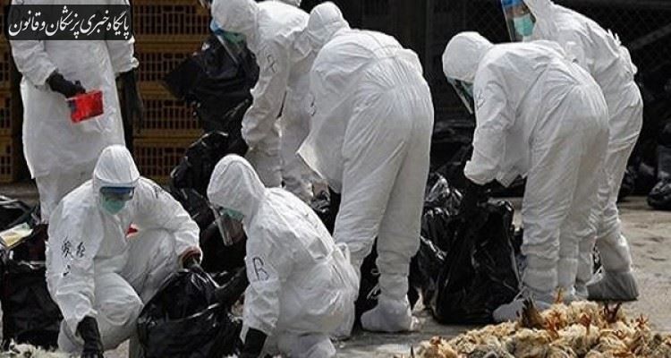شیوع آنفلوآنزای پرندگان در چین همزمان با همه‌گیری ویروس کرونا