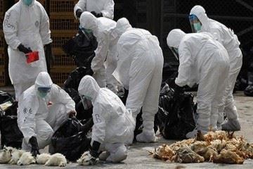 شیوع آنفلوآنزای پرندگان در چین همزمان با همه‌گیری ویروس کرونا