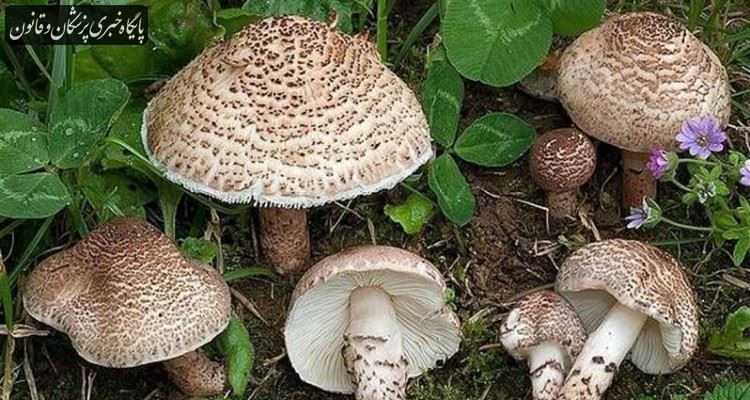 هشدار سازمان غذا و دارو نسبت به مسمومیت با قارچهای سمی هشدار سازمان غذا و دارو نسبت به مسمومیت با قارچهای سمی