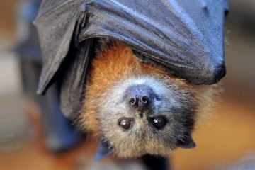 خفاش‌ها کروناویروس را حمل می‌کنند بدون آنکه بیمار شوند