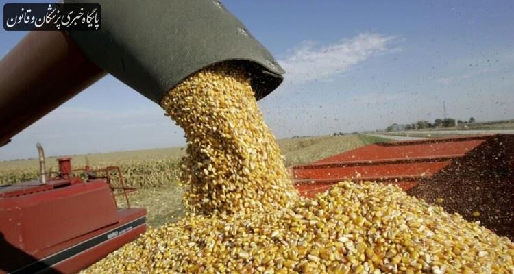 ذرتهای آلوده به الکل تبدیل میشوند ذرتهای آلوده به الکل تبدیل میشوند