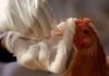 ویروس آنفلوآنزای میان پرندگان هنوز به انسان‌ها سرایت نکرده است
