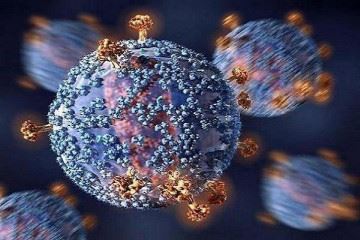 کشف یک آنتی‌بادی انسانی جهت پیشگیری از عفونت مالاریا