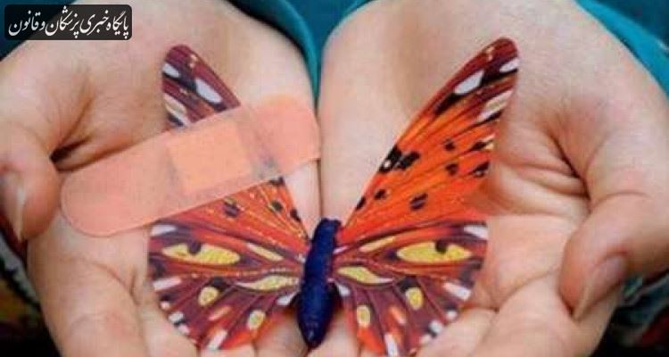چالش دوباره "پانسمان" برای پروانه‌ای‌ها