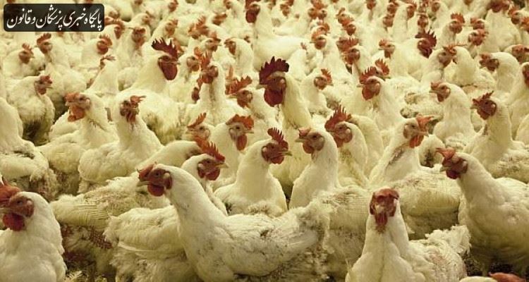 شناسایی اولین مورد انسانی ابتلا به آنفلوآنزای مرغی H۱۰N۳ در چین