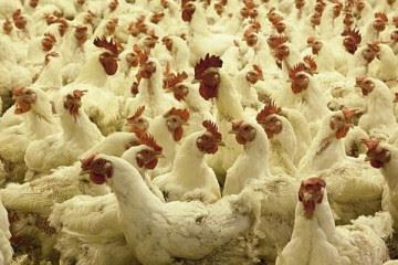 شناسایی اولین مورد انسانی ابتلا به آنفلوآنزای مرغی H۱۰N۳ در چین