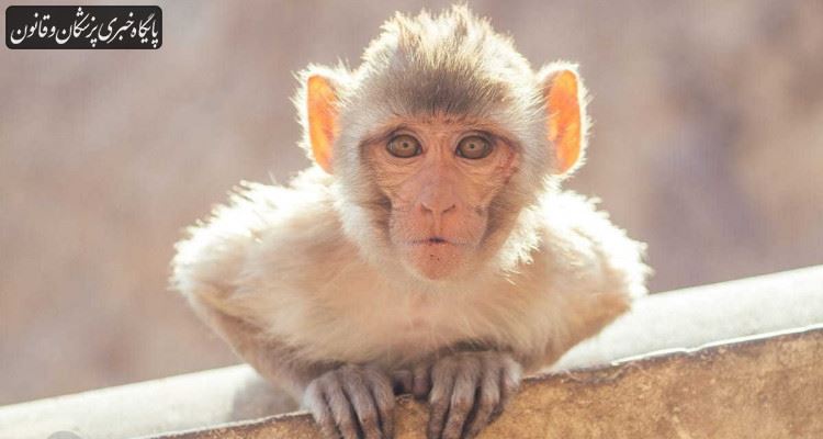ویروس "مانکی بی" یا "آبله میمونی" چقدر خطرناک است؟