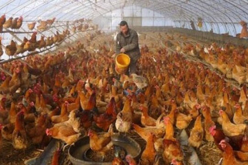 شناسایی اولین ابتلای انسانی به آنفلوآنزای H۳N۸ در چین