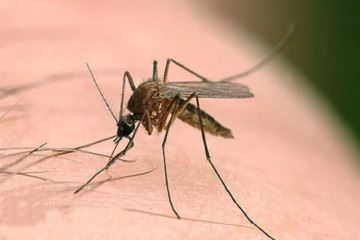 بیماری‌های منتقله از حشرات بسیاری از مناطق اروپا را تهدید می‌کند