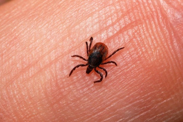 بیماری تب کنگو در مقایسه با سال گذشته رو به افزایش است