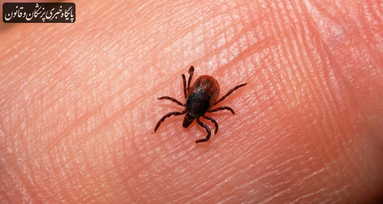 افزایش مبتلایان تب کریمه کنگو به ۵۱ نفر