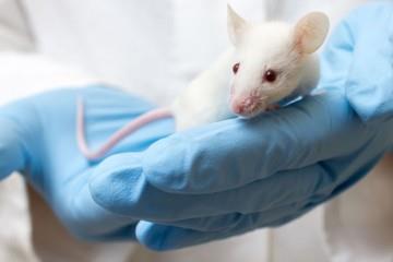 جدا کردن موش‌ها از مادرشان، آنها را به اوتیسم مبتلا می‌کند