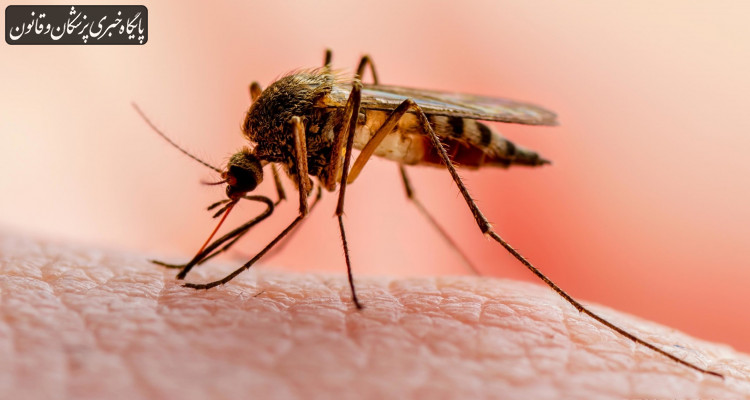 بازگشت چرخه انتقال بیماری مالاریا به کشور از مرزهای شرقی