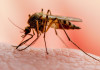 بازگشت چرخه انتقال بیماری مالاریا به کشور از مرزهای شرقی