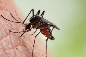 جزئیات اقدامات "خانه حشرات" انستیتو پاستور ایران در خصوص مبارزه با مالاریا