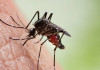 جزئیات اقدامات "خانه حشرات" انستیتو پاستور ایران در خصوص مبارزه با مالاریا