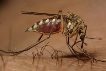 ۲۱ مورد ابتلا به مالاریا در خراسان رضوی شناسایی شد