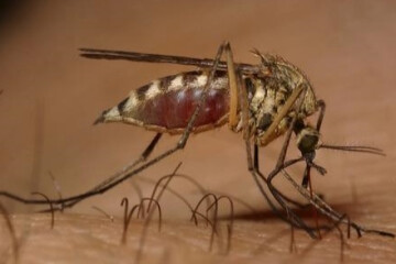 جهان در خطر شکست خوردن در مبارزه با مالاریا است