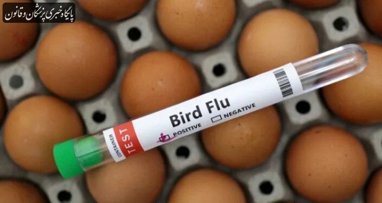 خطر فعلی سلامت عمومی ناشی از آنفلوآنزای پرندگان "کم" است