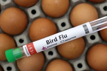 خطر فعلی سلامت عمومی ناشی از آنفلوآنزای پرندگان "کم" است