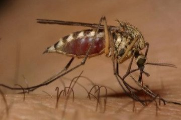 روند ابتلا به مالاریا در کشور افزایشی است