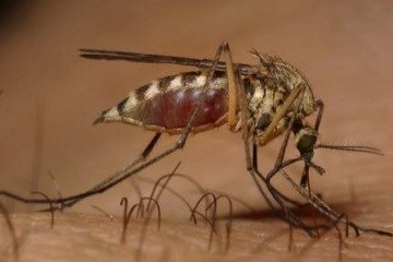 افزایش تعداد مبتلایان «تب دنگ» به ۱۳۸ نفر