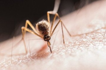 «آئدس» را بیشتر بشناسیم