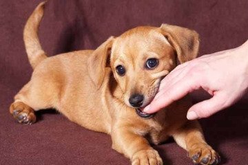 از ابتدای سال جاری بیش از ۹۰هزار حیوان‌گزیدگی ثبت‌شده است