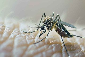 خطر اپیدمی تب دنگی در کمین چابهار