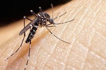 راه‌های انتقال بیماری تب دنگی کدامند؟