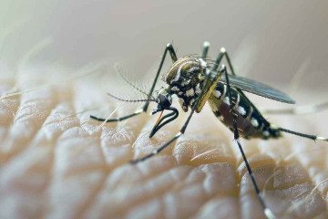 داروخانه تنها مرجع خرید محصولات دافع حشرات