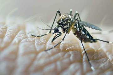گرمای هوا بر شیوع بیشتر بیماری تب دنگی موثر است
