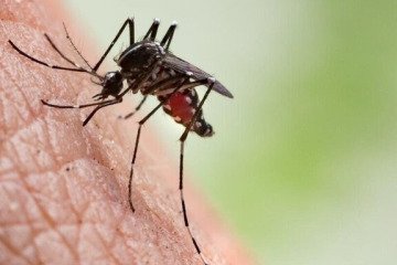 پای تب دنگی به مجلس باز شد