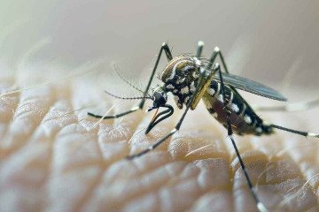 افزایش قابل توجه تب دنگی در کشور طی امسال