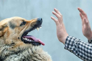 ۵ هزار میلیارد تومان هزینه حیوان‌گزیدگی چرا باید از جیب مردم پرداخت شود؟