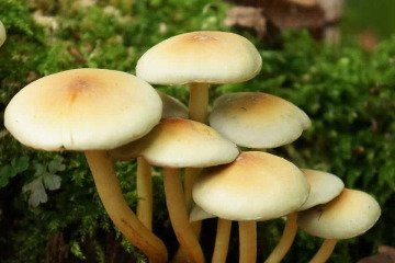 مسمومیت ۴۸ نفر با مصرف قارچ سمی