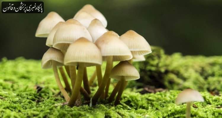 مسمومیت ۱۸۰ نفر بر اثر مصرف قارچهای سمی مسمومیت ۱۸۰ نفر بر اثر مصرف قارچهای سمی