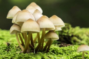 مسمومیت ۱۸۰ نفر بر اثر مصرف قارچ‌های سمی