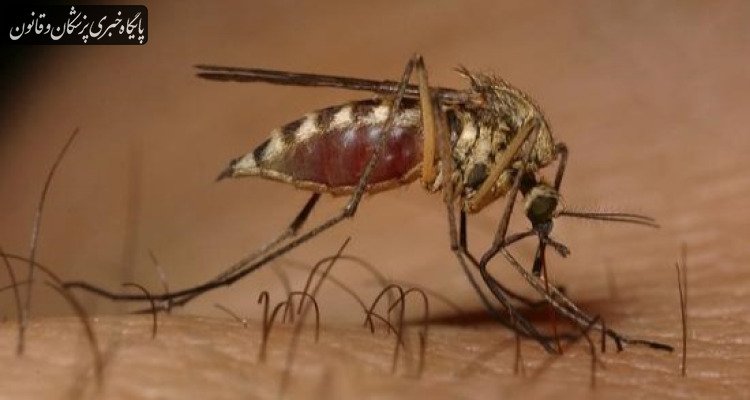 شناسایی ۲۷۷ مبتلا به تب دنگی شناسایی ۲۷۷ مبتلا به تب دنگی