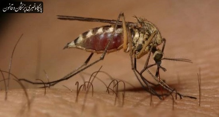 شیوع یک بیماری منتقله از پشه در جنوب چین