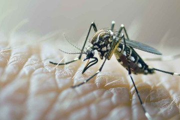 چین از ۷ هزار مورد ابتلا به ویروس «چیکونگونیا» خبر داد