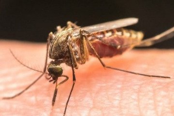 زنگ خطر پشه آئدس در جنوب کشور