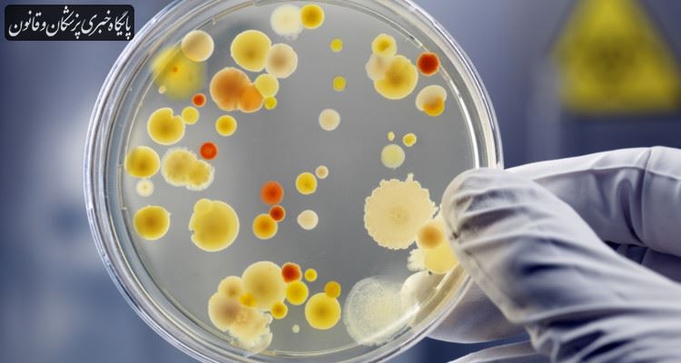 رویکرد جدیدی برای نابودی عفونت‌های قارچی مقاوم به آنتی‌بیوتیک