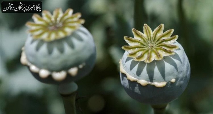 آیا فروش خشخاش در عطاری‌ها قانونی است؟