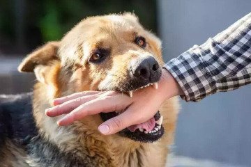 ضرورت هماهنگی بین‌بخشی برای کنترل بیماری هاری در کشور