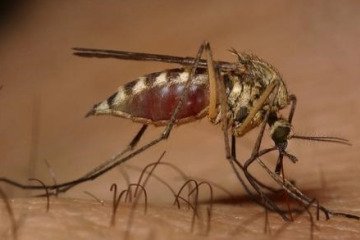 شناسایی پشه ناقل بیماری تب دنگی در مازندران