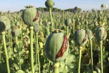 کشت خشخاش در کشور بر قیمت دارو تاثیر گذار است کشت خشخاش در کشور بر قیمت دارو تاثیر گذار است