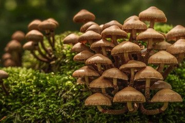 از قارچهای خودرو در طبیعت به هیچ وجه استفاده نکنید از قارچهای خودرو در طبیعت به هیچ وجه استفاده نکنید