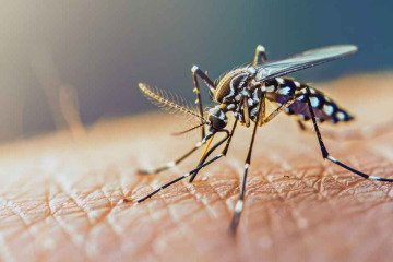 احتمال ثبت مرگ‌ومیر با تب دنگی