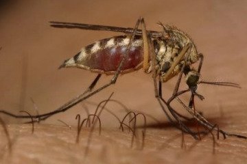 گسترش فعالیت پشه آئدس با بارش‌های پاییزی